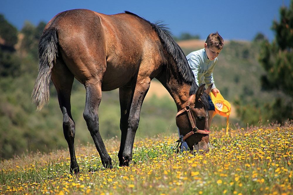 Un niño acaricia a un caballo.