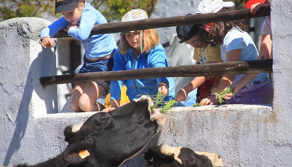 Los niños y niñas alimentan a los animales en la granja escuela.