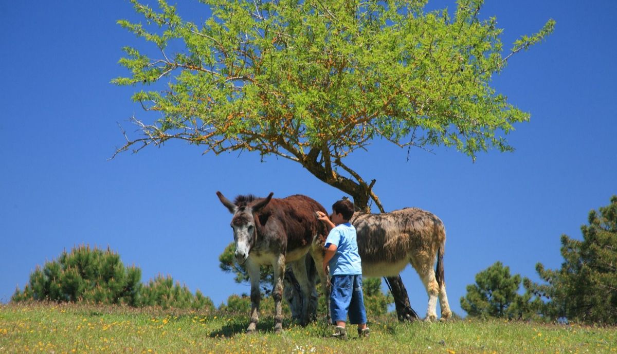 Un niño acaricia un burro.