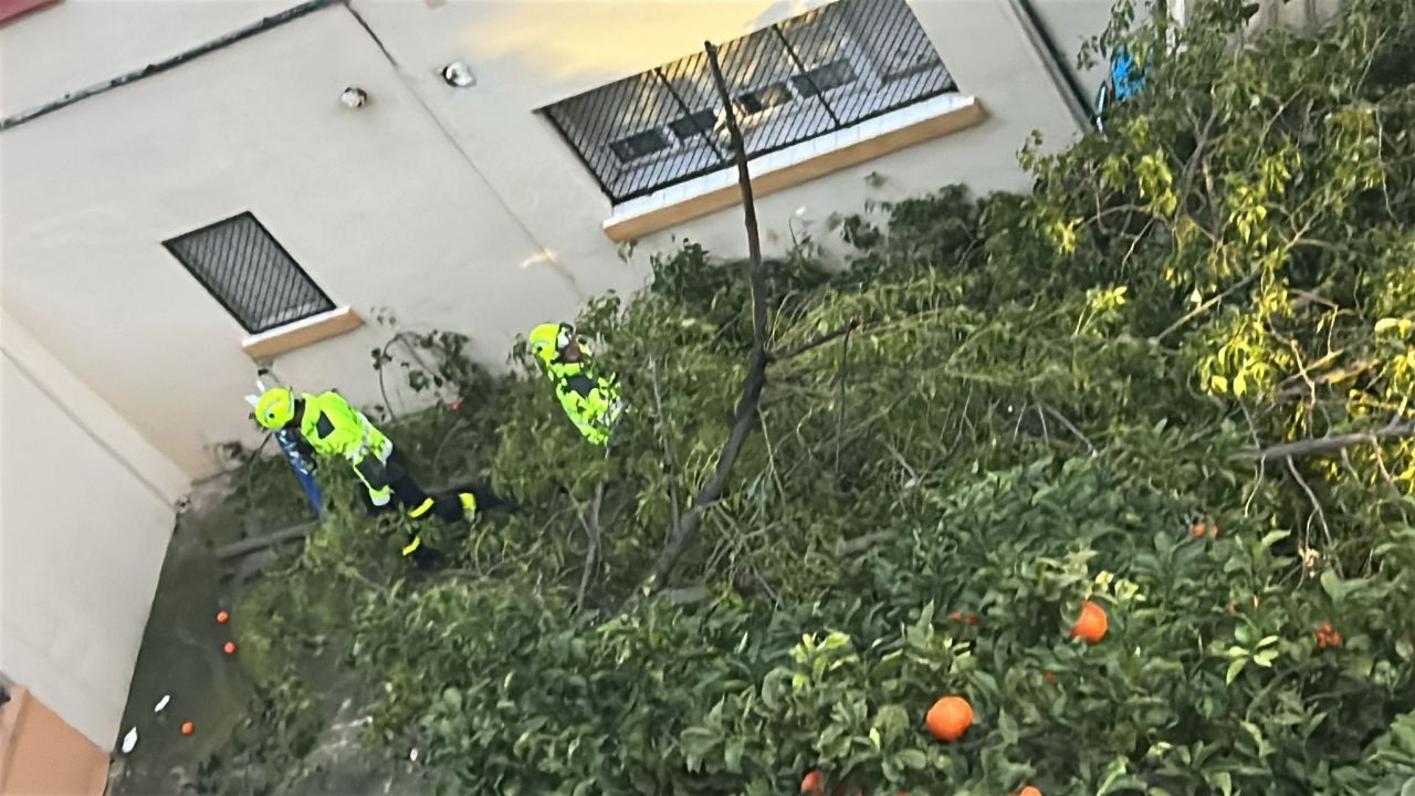 Árbol caído en la barriada de La Constancia en Jerez.