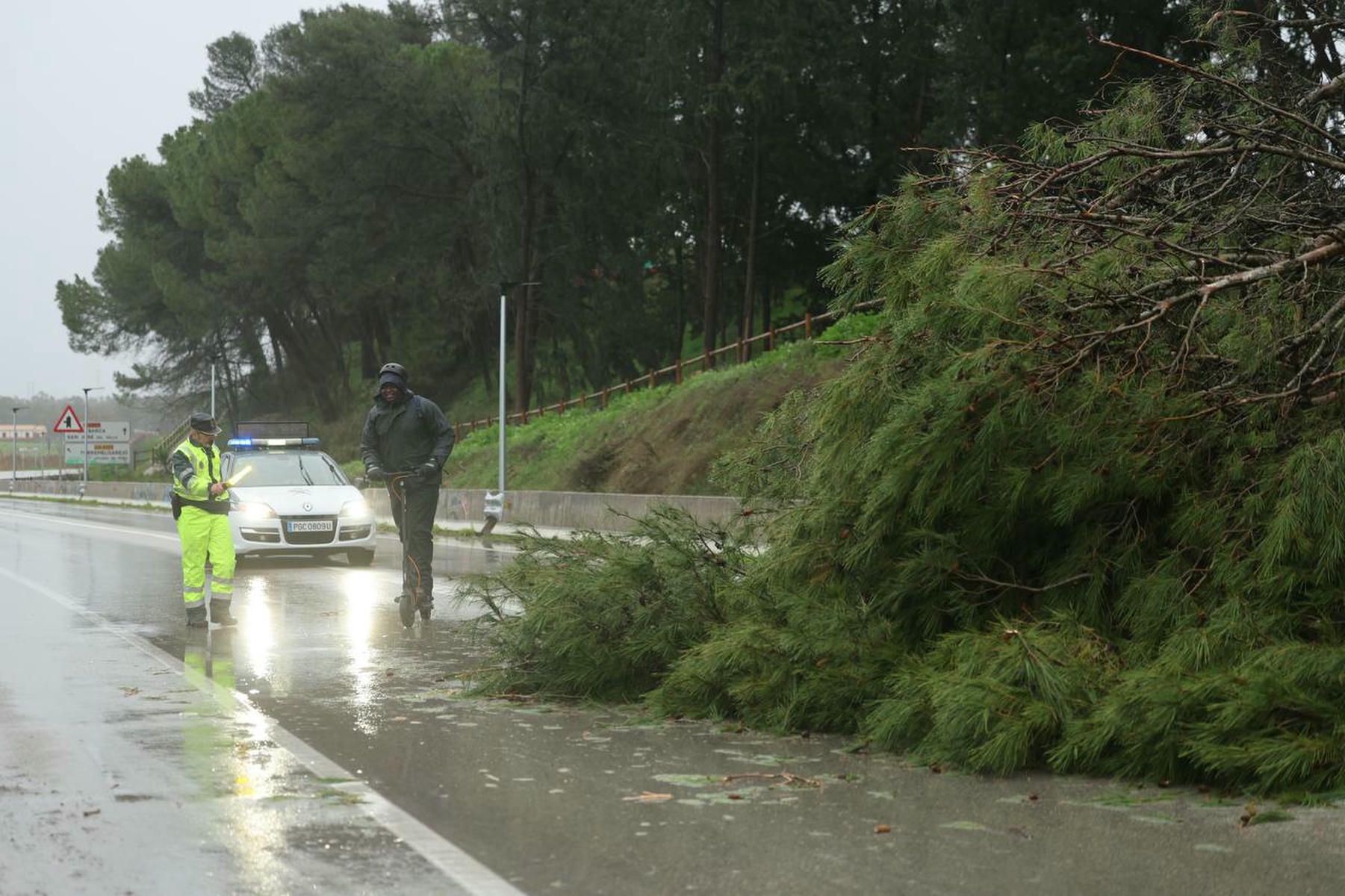 La caída de un árbol cierra en Estella la carretera entre Jerez y La Barca.