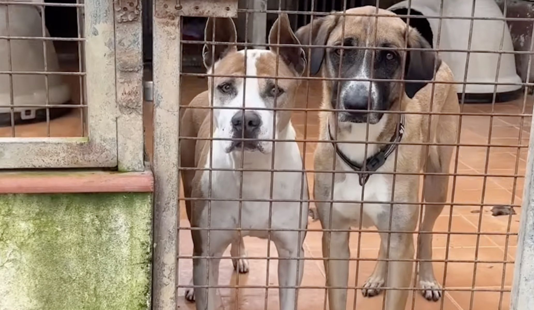 Dos perros de la perrera de Los Barrios, que piden ayuda para ser acogidos temporalmente ante la alerta naranaja por lluvias. Dos perros de la perrera de Los Barrios, que piden ayuda para ser acogidos temporalmente ante la alerta naranaja por lluvias.