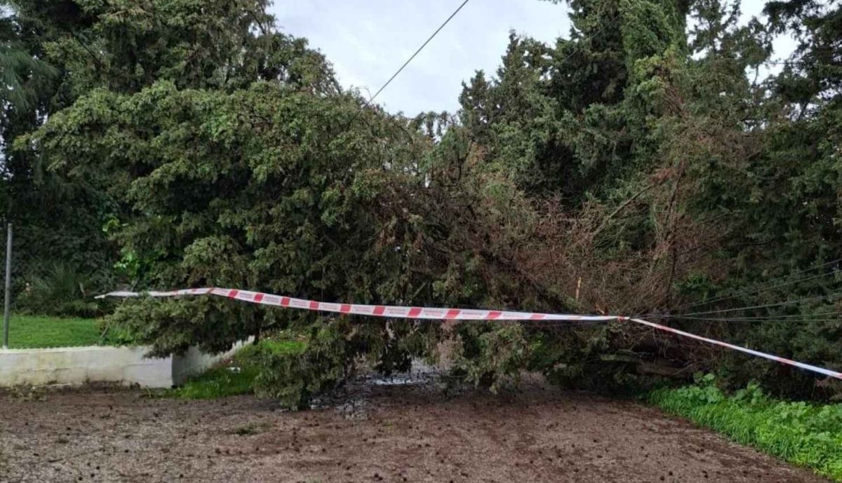 Árboles caídos en Chiclana por el temporal.