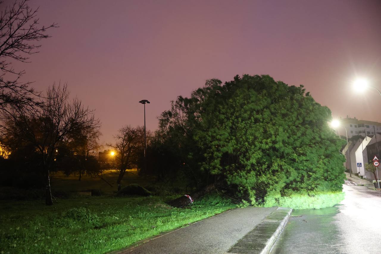 Un gran árbol, caído en el parque de Picadueñas de Jerez.