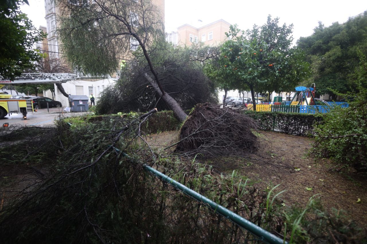 Árbol caído en la barriada Pío XII en Jerez por el fuerte viento.