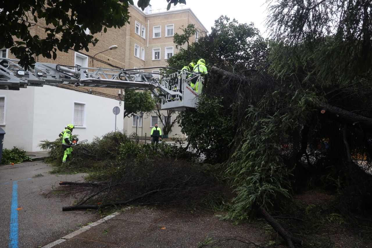 Árbol caído en Jerez 2