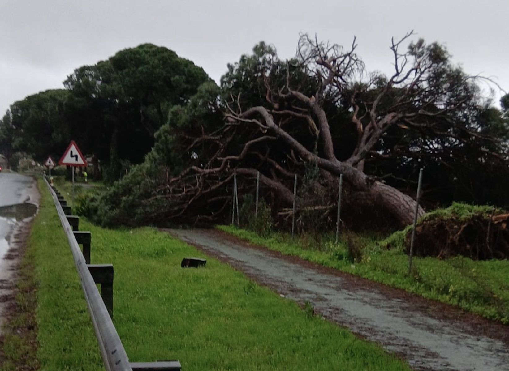Árboles caídos por el temporal en Chipiona.