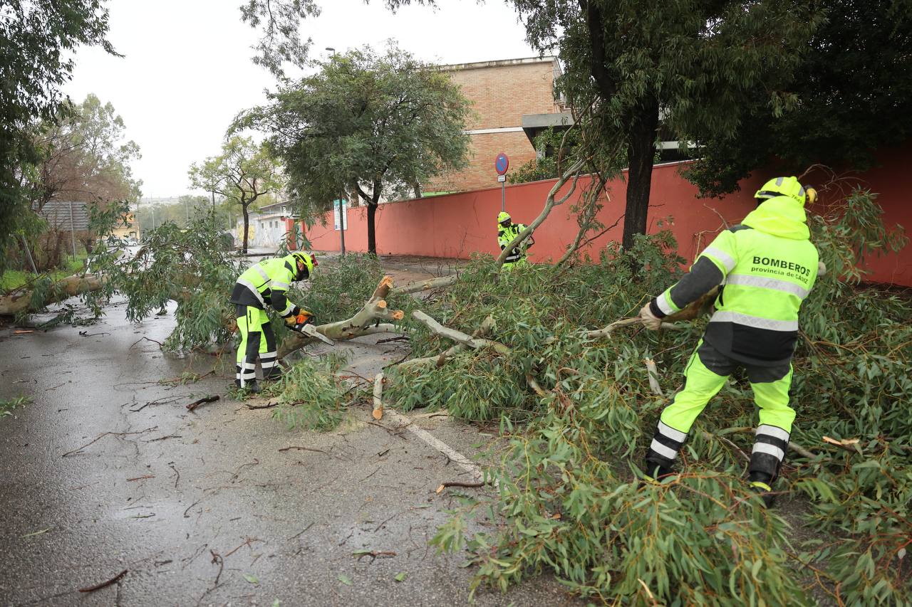 Árbol caído en calle Abiertas de Caulina en Jerez.