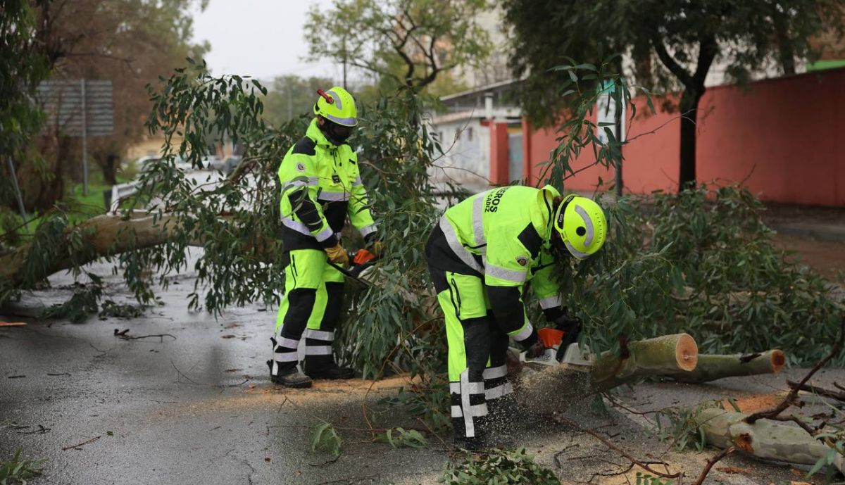 Árbol caído en calle Abiertas de Caulina en Jerez.