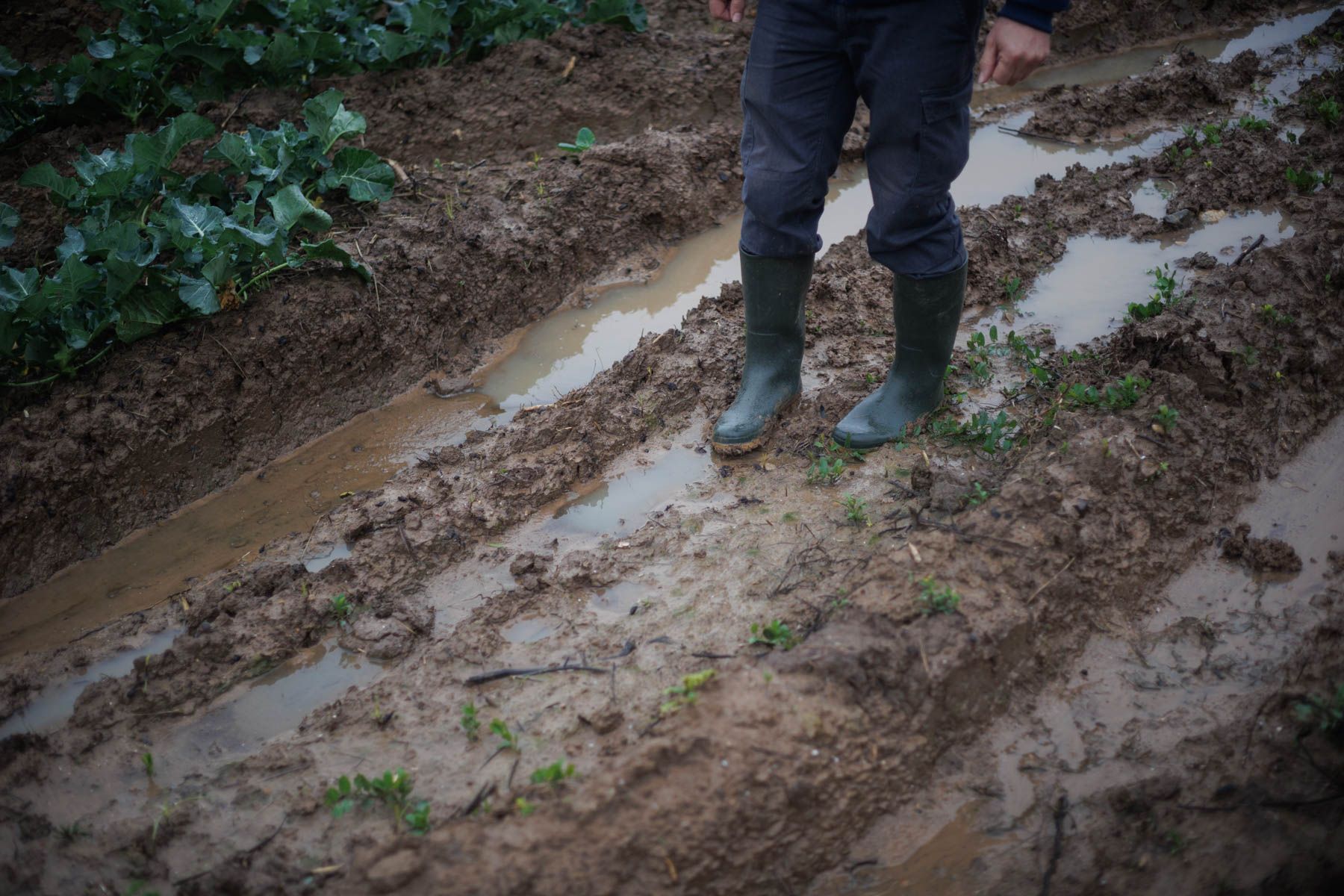Campos de cultivo anegados tras los temporales en el Bajo Guadalete. Campos de cultivo anegados tras los temporales en el Bajo Guadalete.