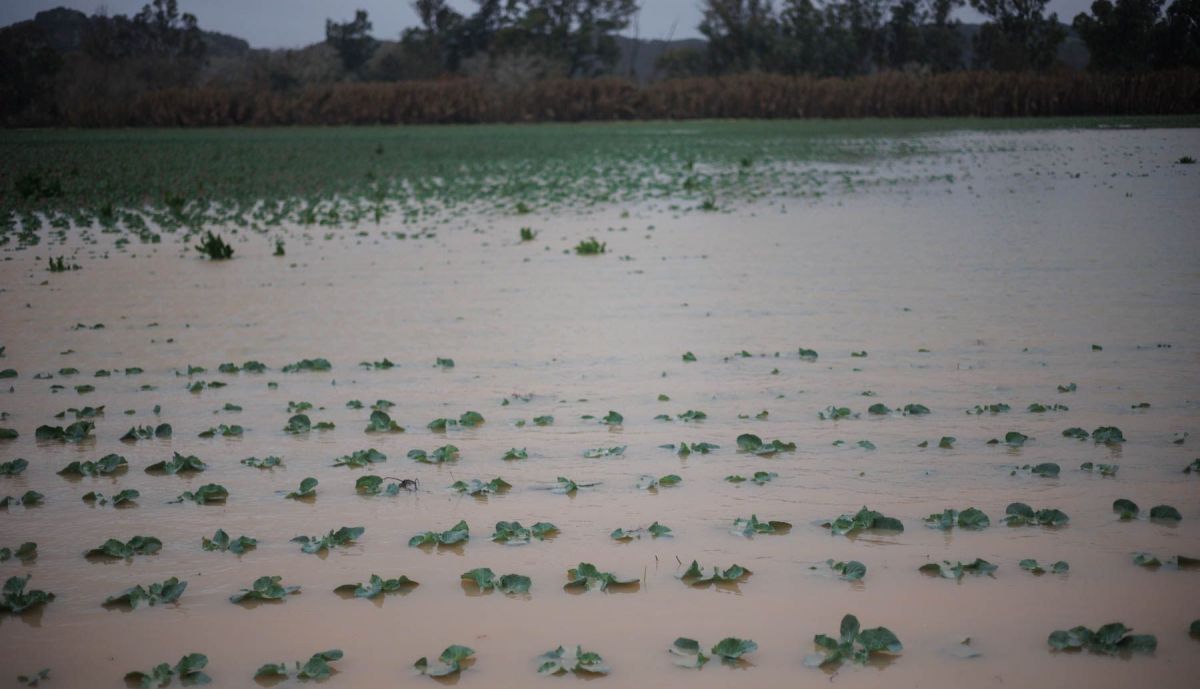 Los cultivos de brócoli de Antonio, anegados.