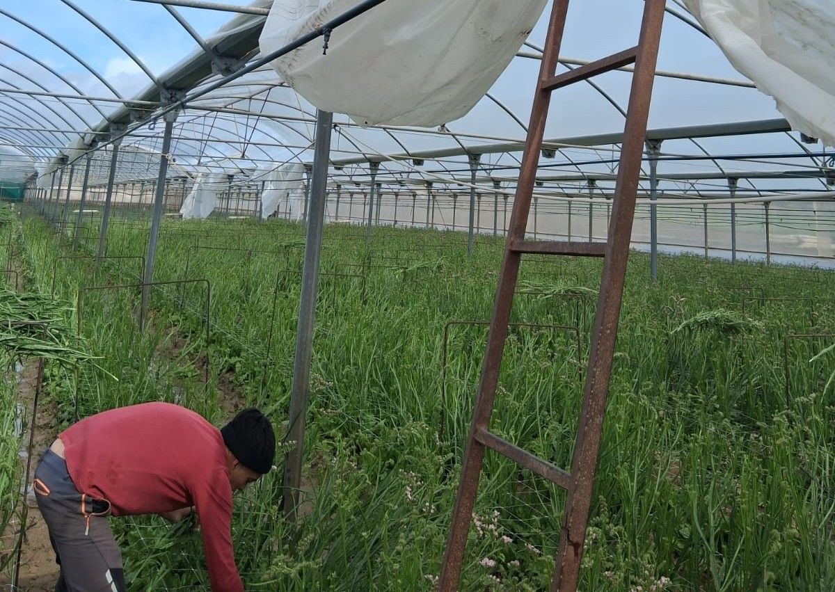 Invernaderos destrozados en la localidad sevillana de Lebrija.