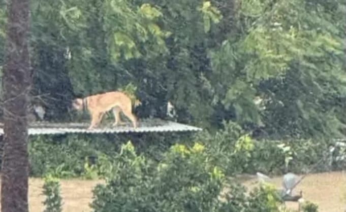 Un perro, atrapado en San Martín del Tesorillo.