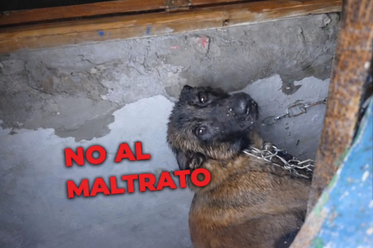 Imagen del pastor alemán rescatado en El Portal de una muerte segura.