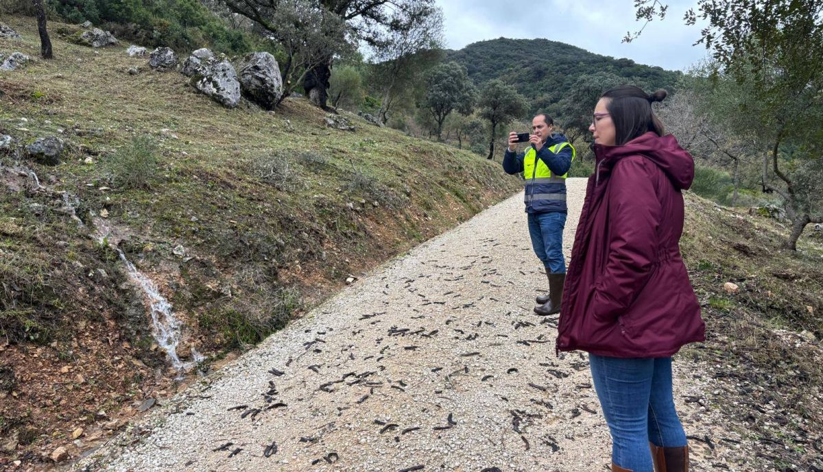 mamen fernandez benamahoma csic 2