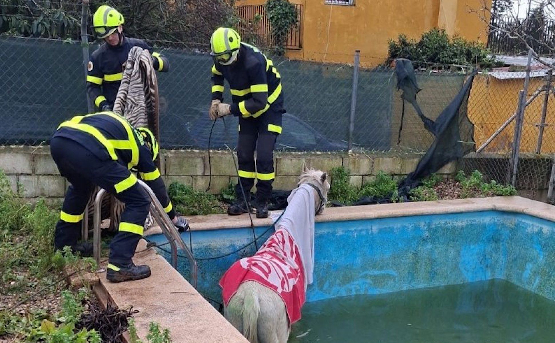 Rescate del caballo en El Puerto.
