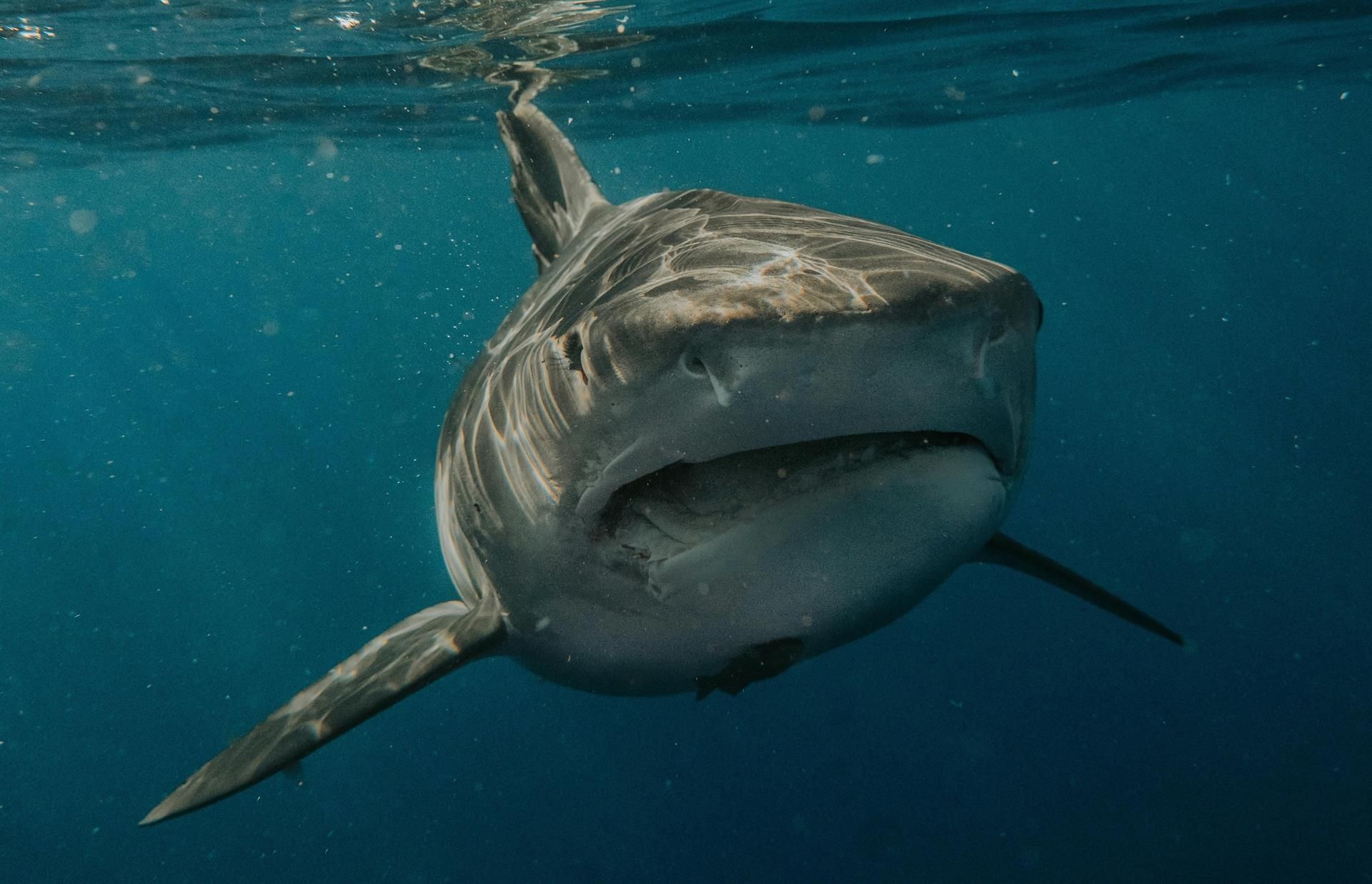 Confirmada la presencia del tiburón blanco en aguas españolas: investigadores de la UCA hablan de "presencia persistente".