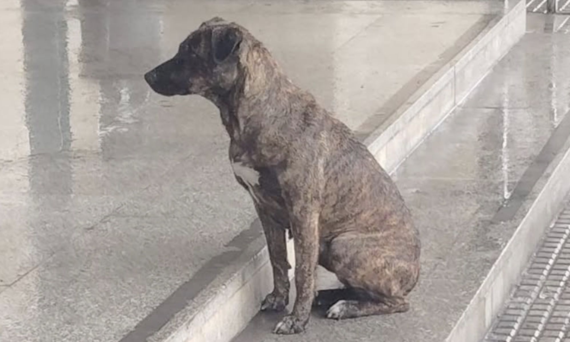 La perra que espera en la puerta del hospital Juan Ramón Jiménez, en Huelva.