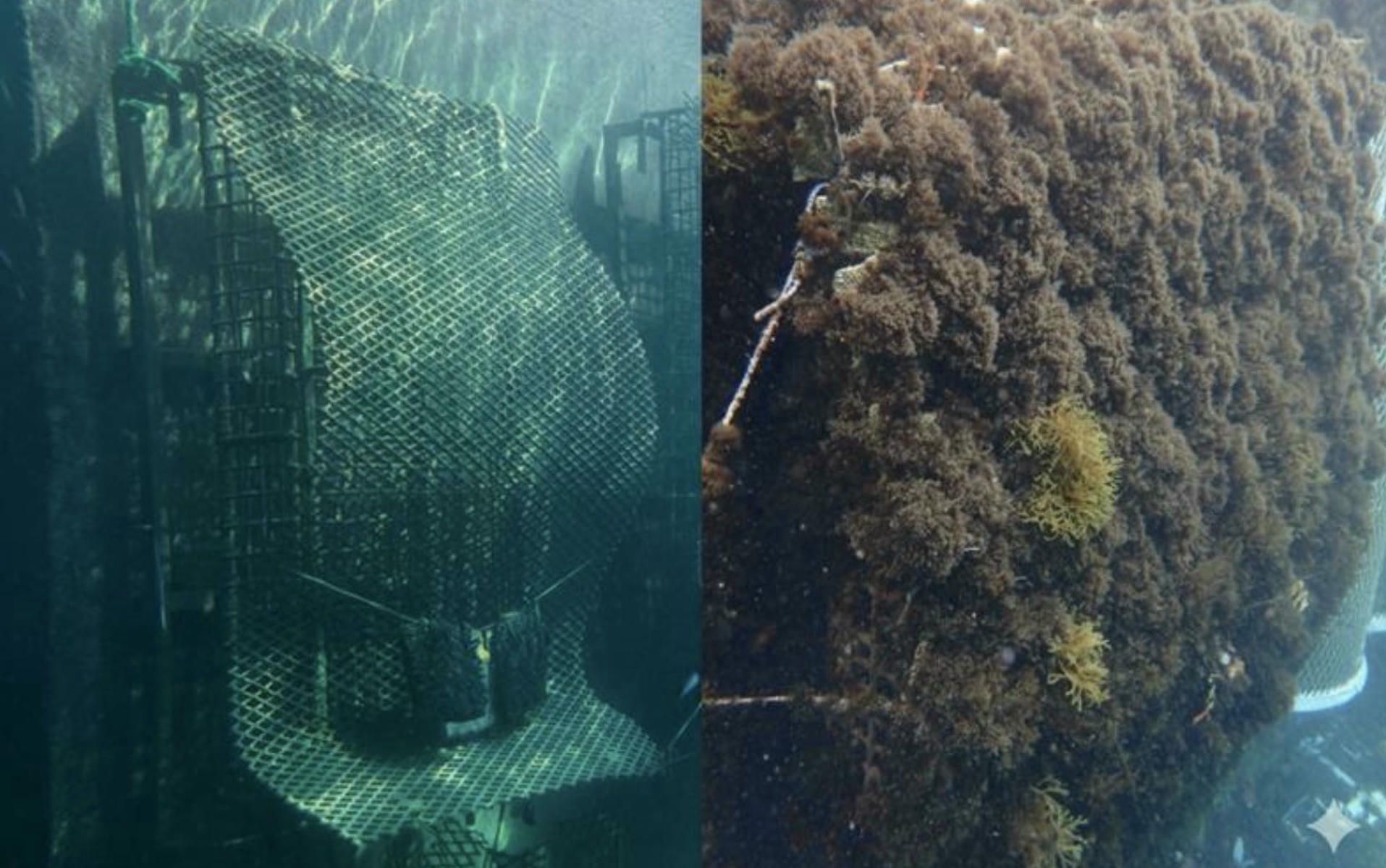Estructuras instaladas en el puerto de Cádiz.