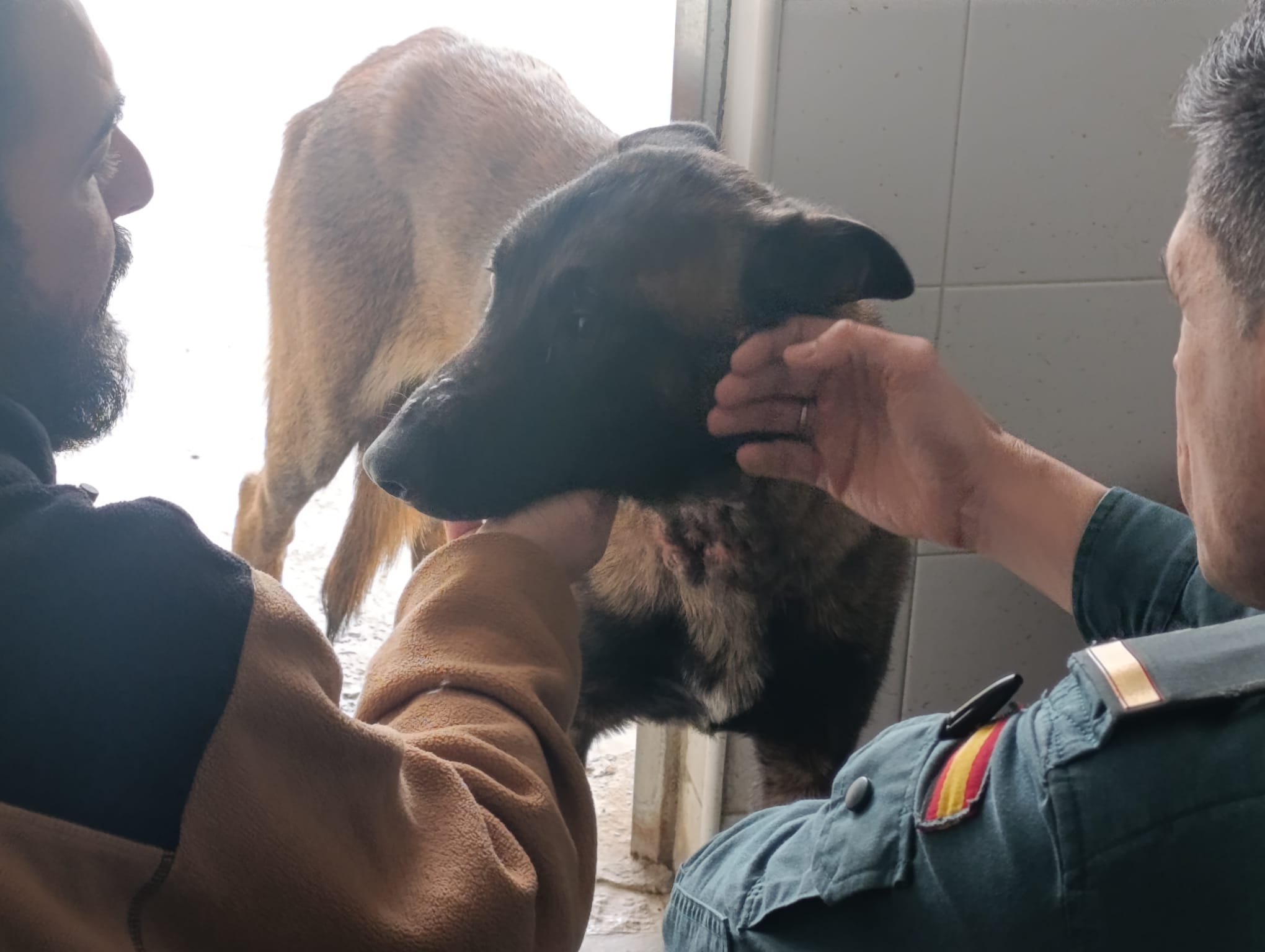 El animal, en dependencias municipales.