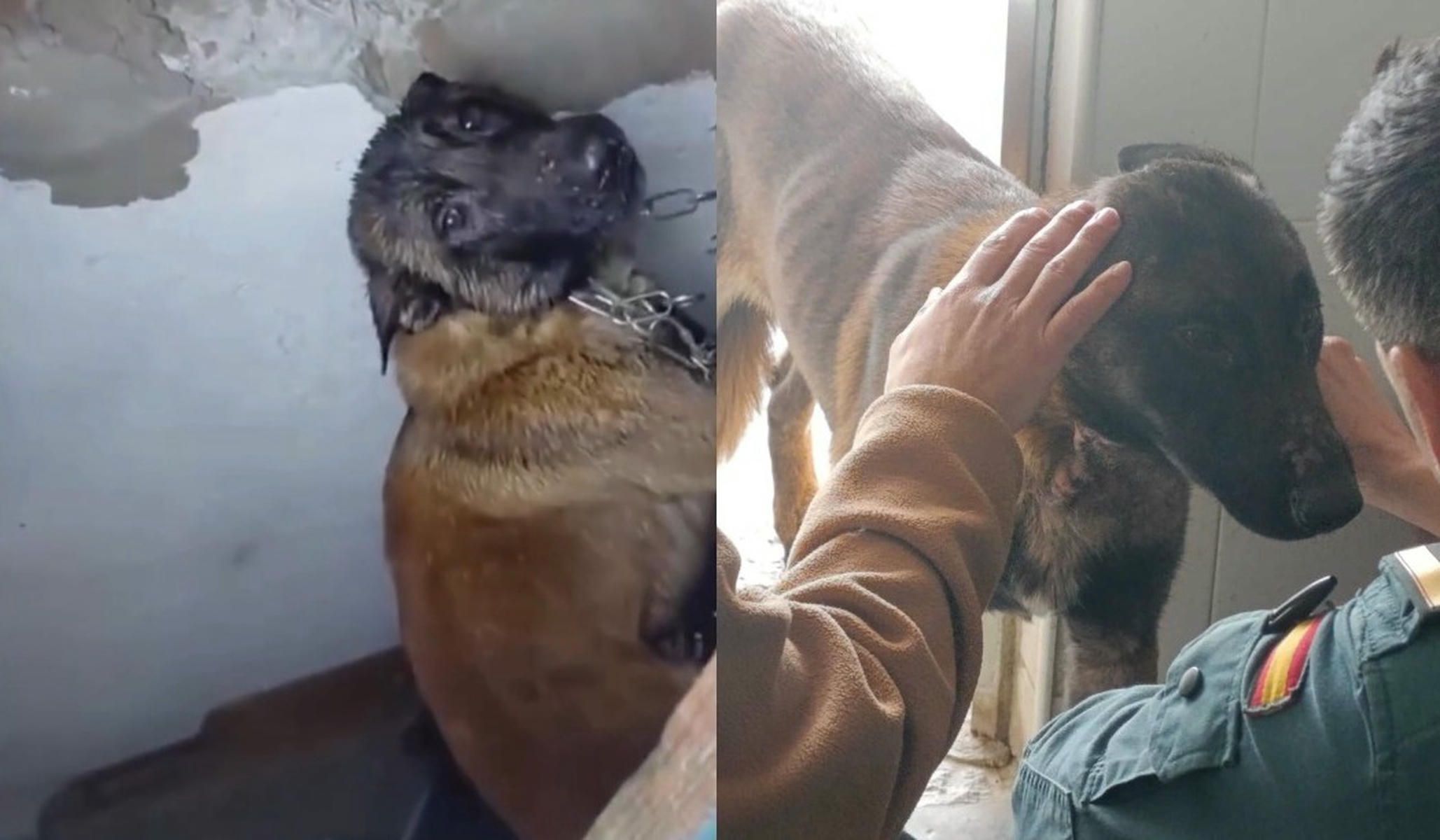 El antes y el después del perro de El Portal.