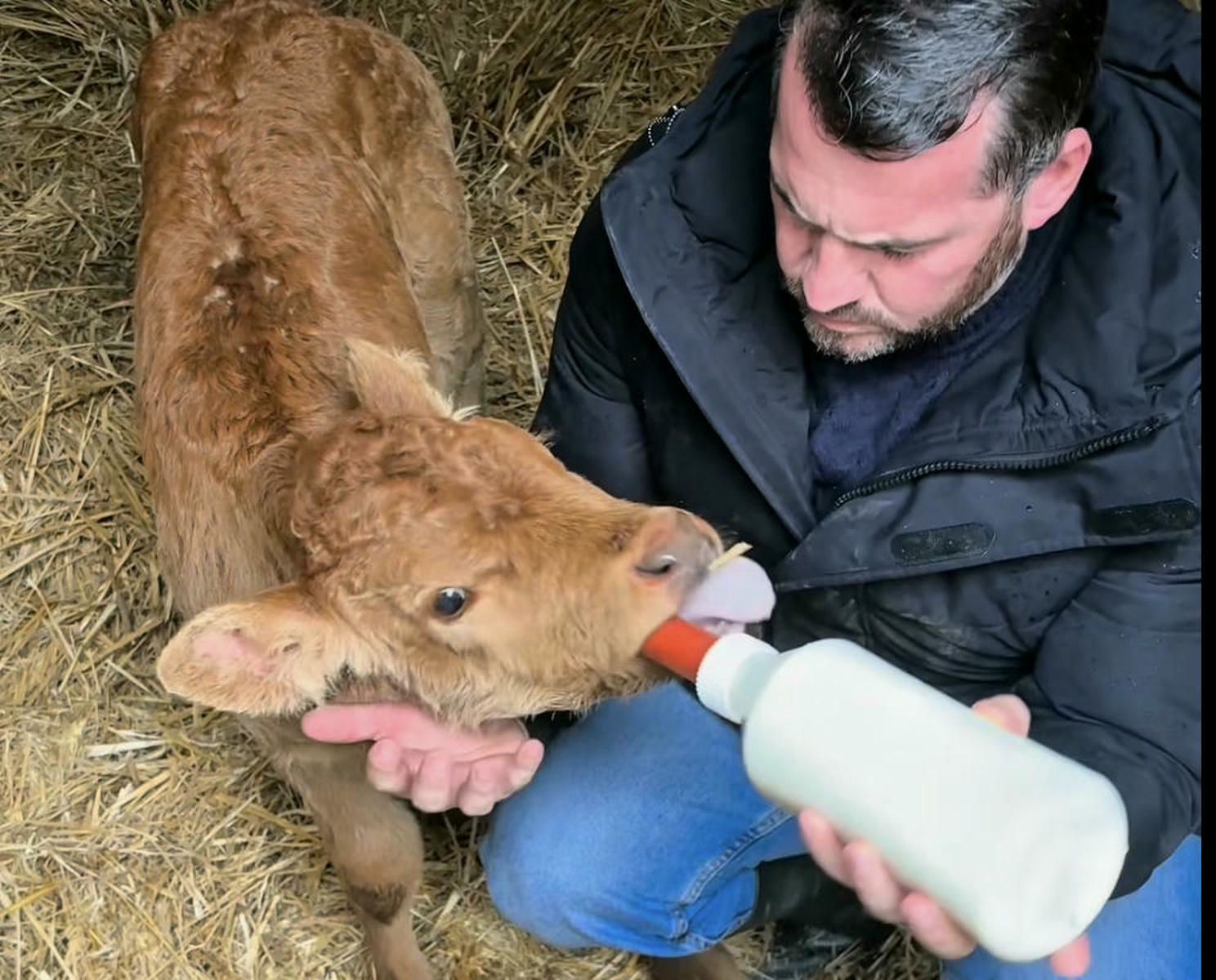 El alcalde de Paterna de Rivera, Andrés Clavijo, dando de beber a la becerra que salvó.