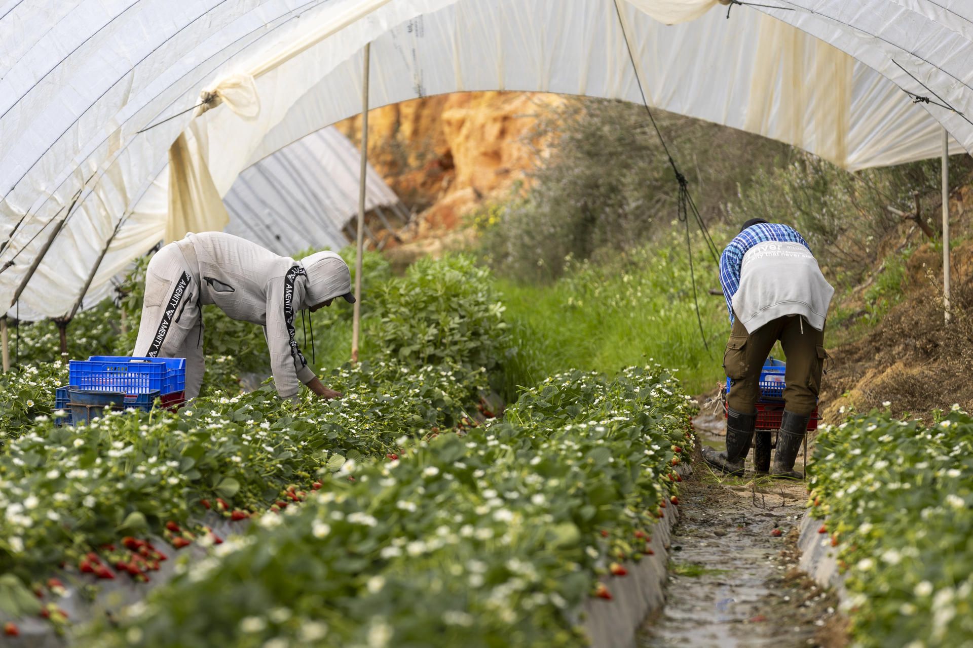 Temporeros de los frutos rojos en Huelva, en una imagen de archivo.