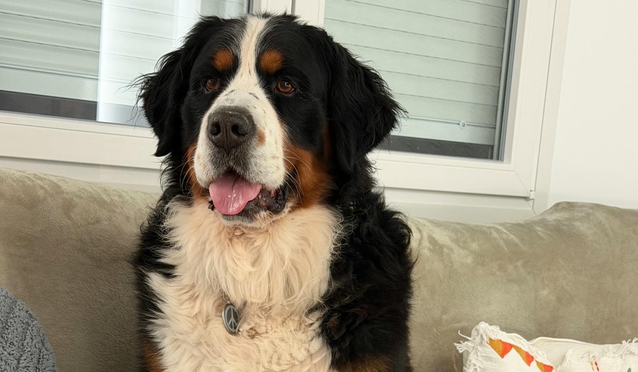 Cairo, el perro desaparecido en Granada.