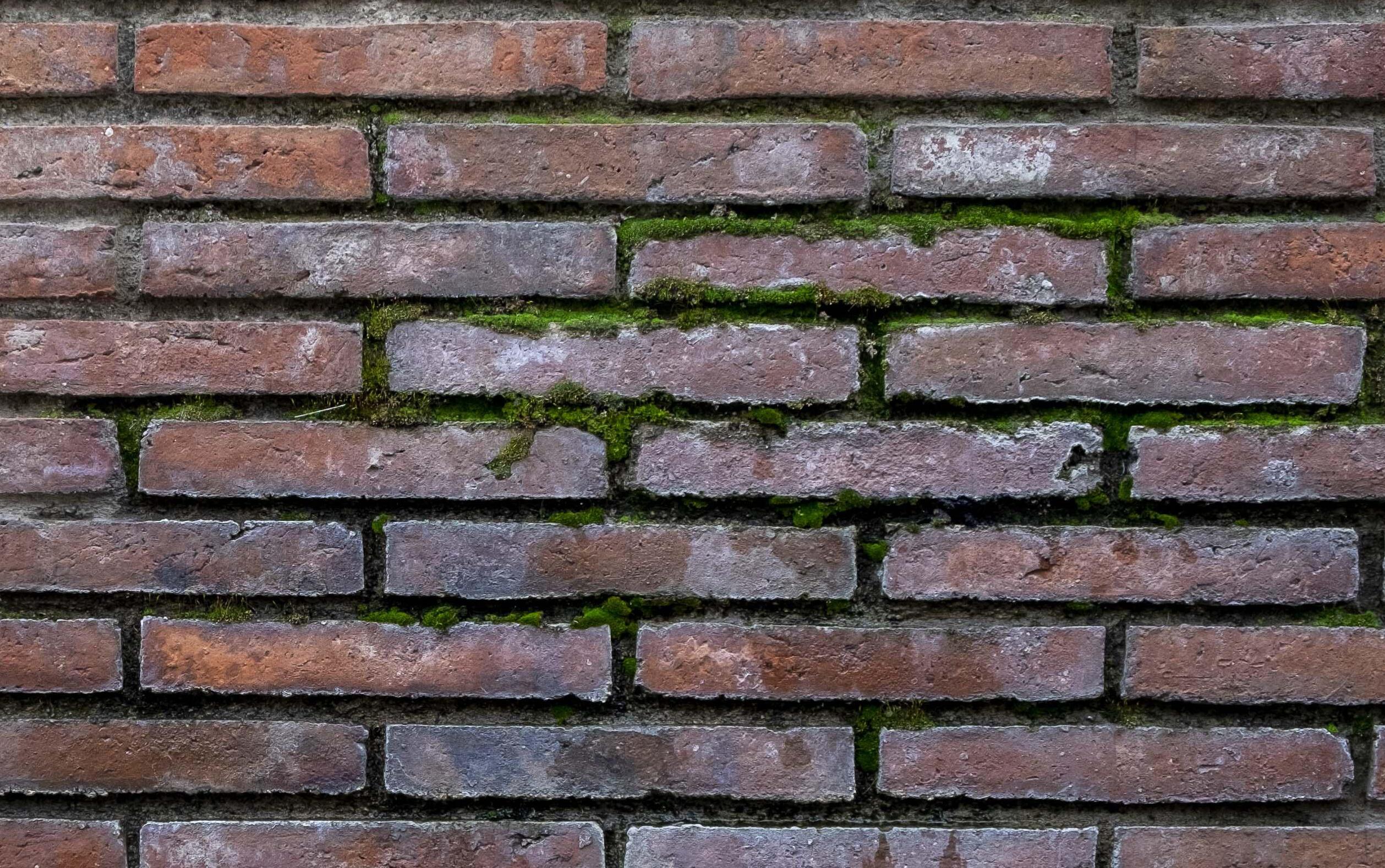 Verdín aflorando en una pared tras un episodio de lluvias