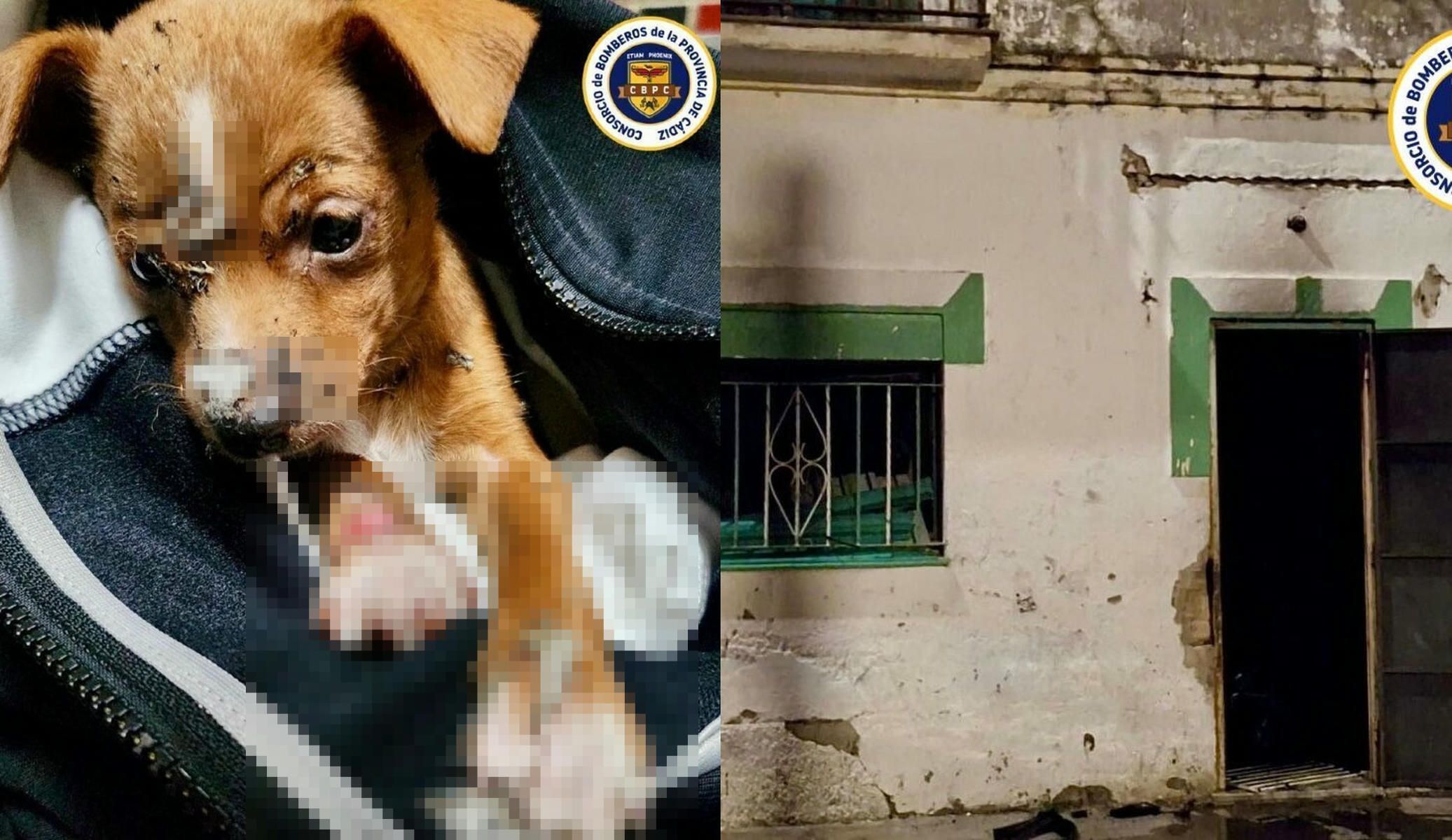 Uno de los perros rescatados en el incendio.