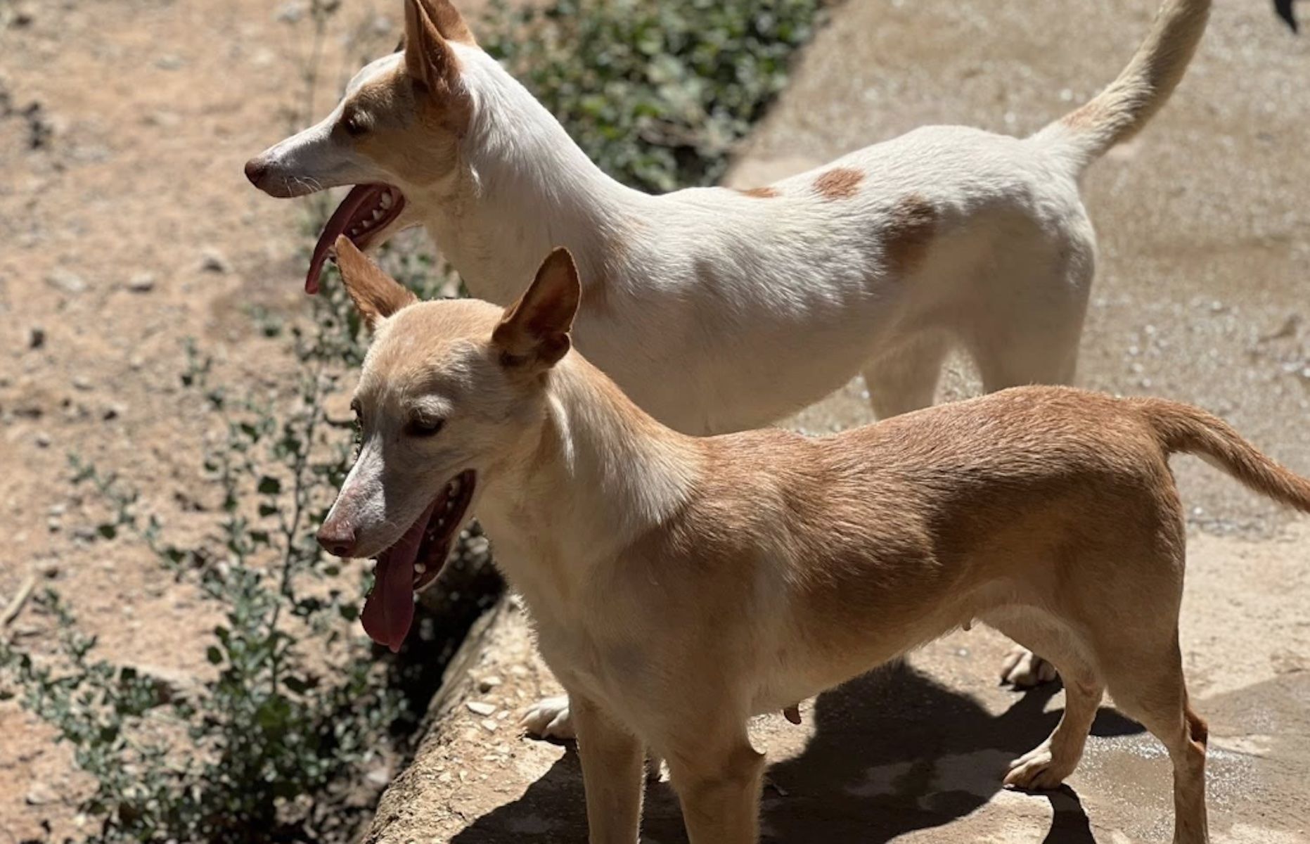 Dos de los 45 perros robados en Málaga.