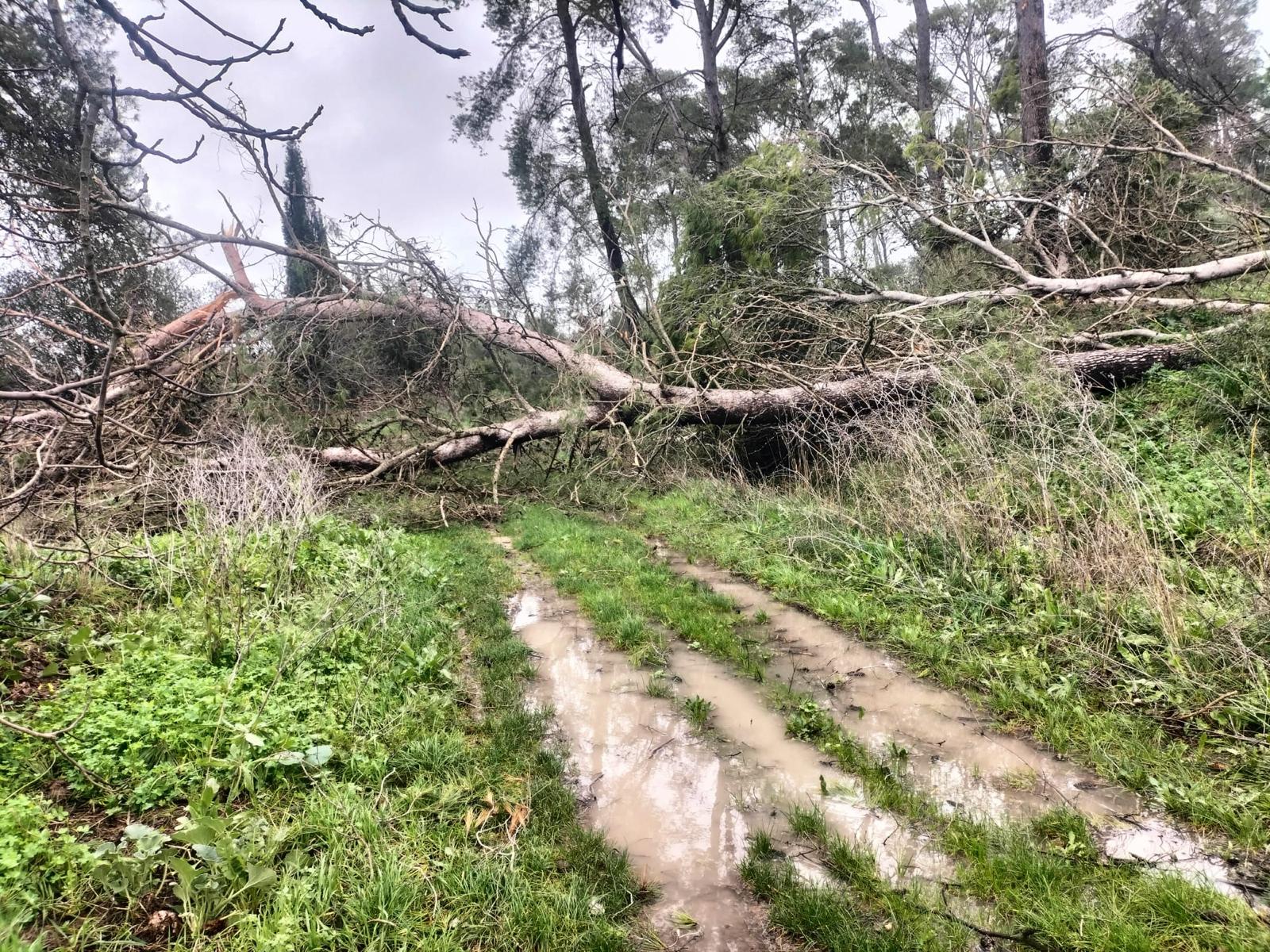 Árboles dañados por las borrascas en Las Aguilillas, en Estella.