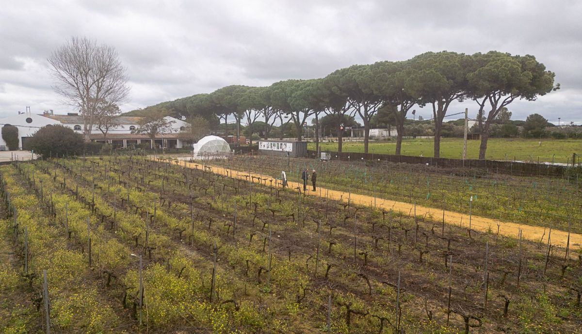 Bodegas Manuel Aragon Chiclana  25