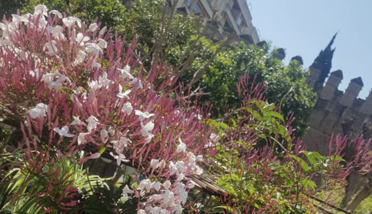 Flores junto a las murallas de La Macarena.