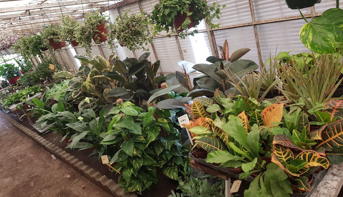 interior del vivero.