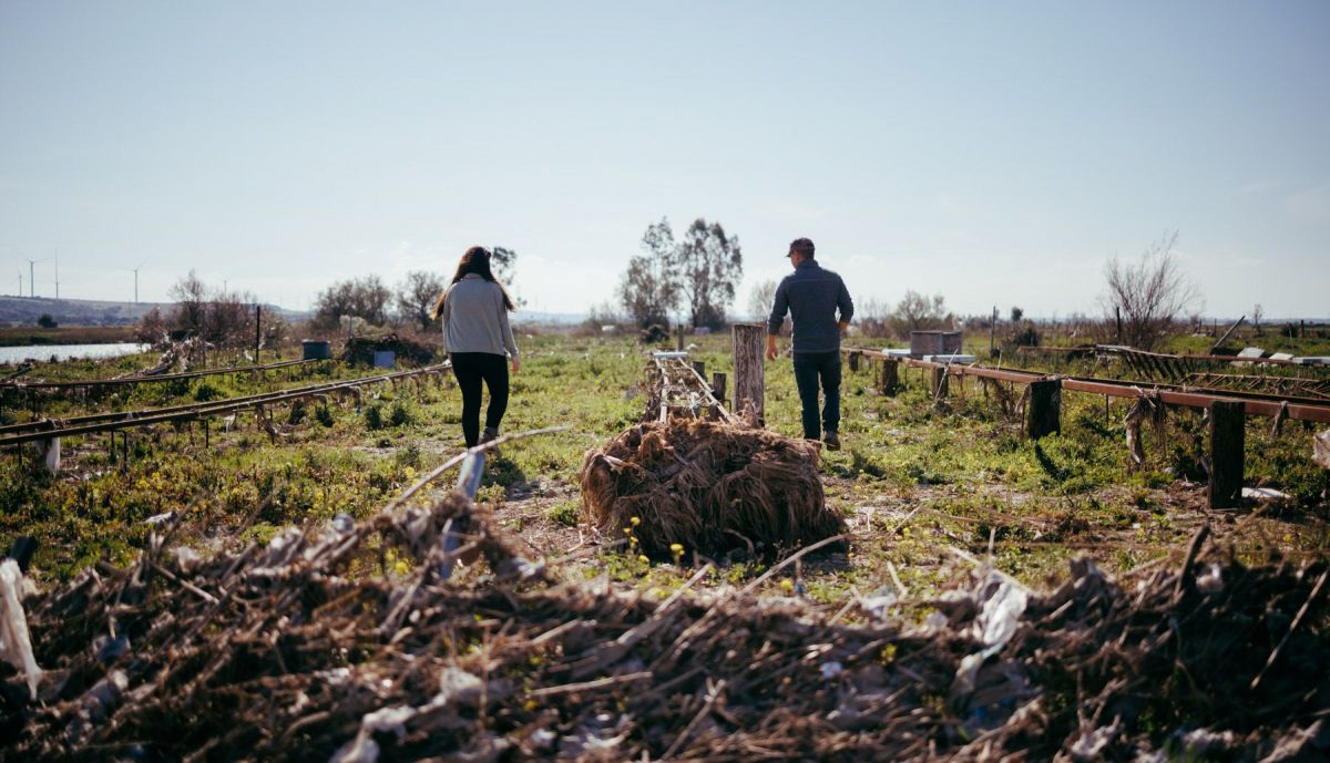 SURMIEL PANALES DE ABEJAS LLUVIA  03