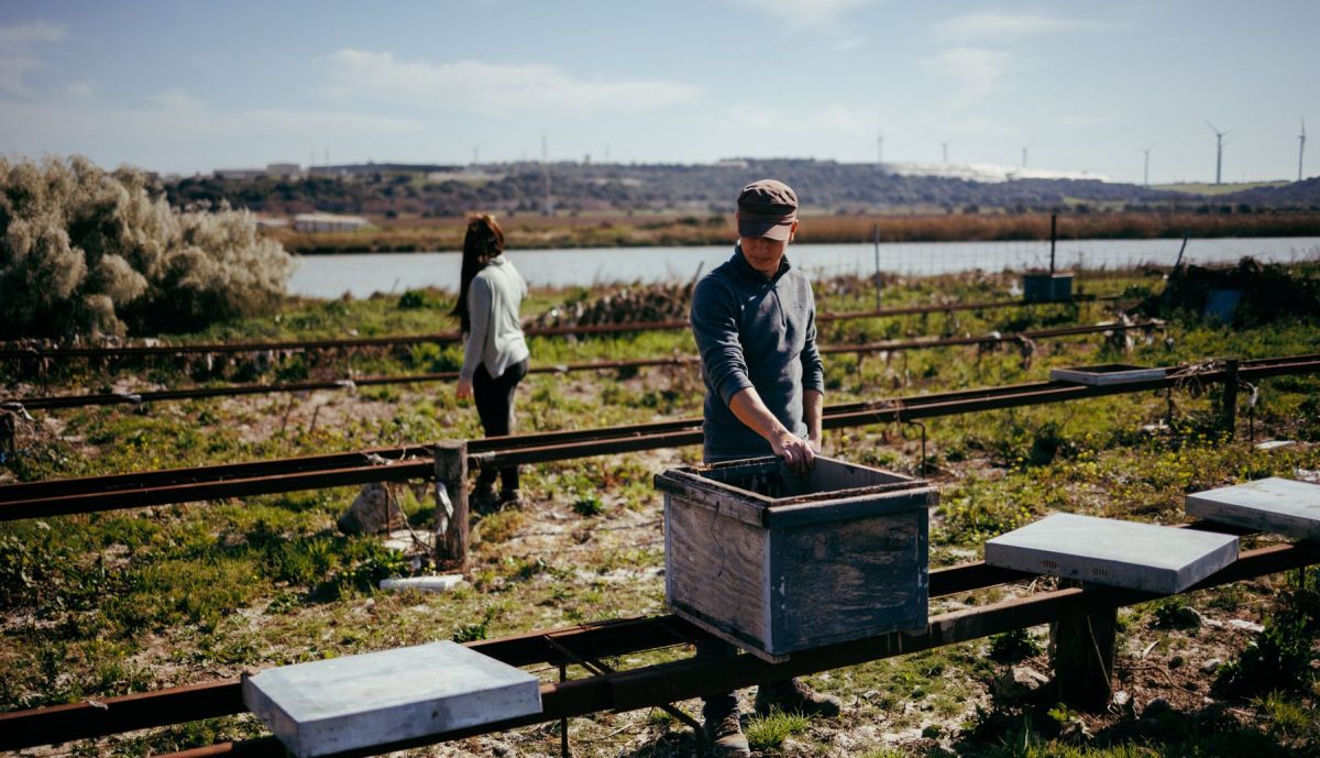 SURMIEL PANALES DE ABEJAS LLUVIA  04