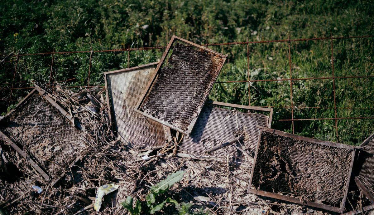 SURMIEL PANALES DE ABEJAS LLUVIA  07