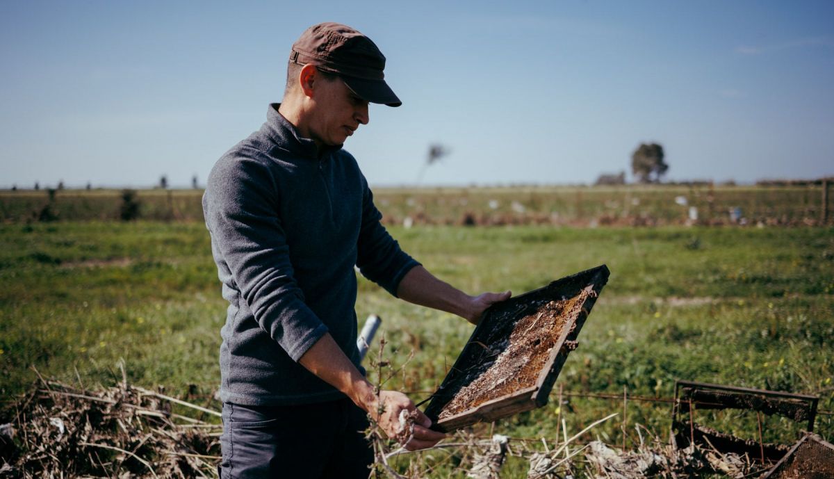 SURMIEL PANALES DE ABEJAS LLUVIA  08