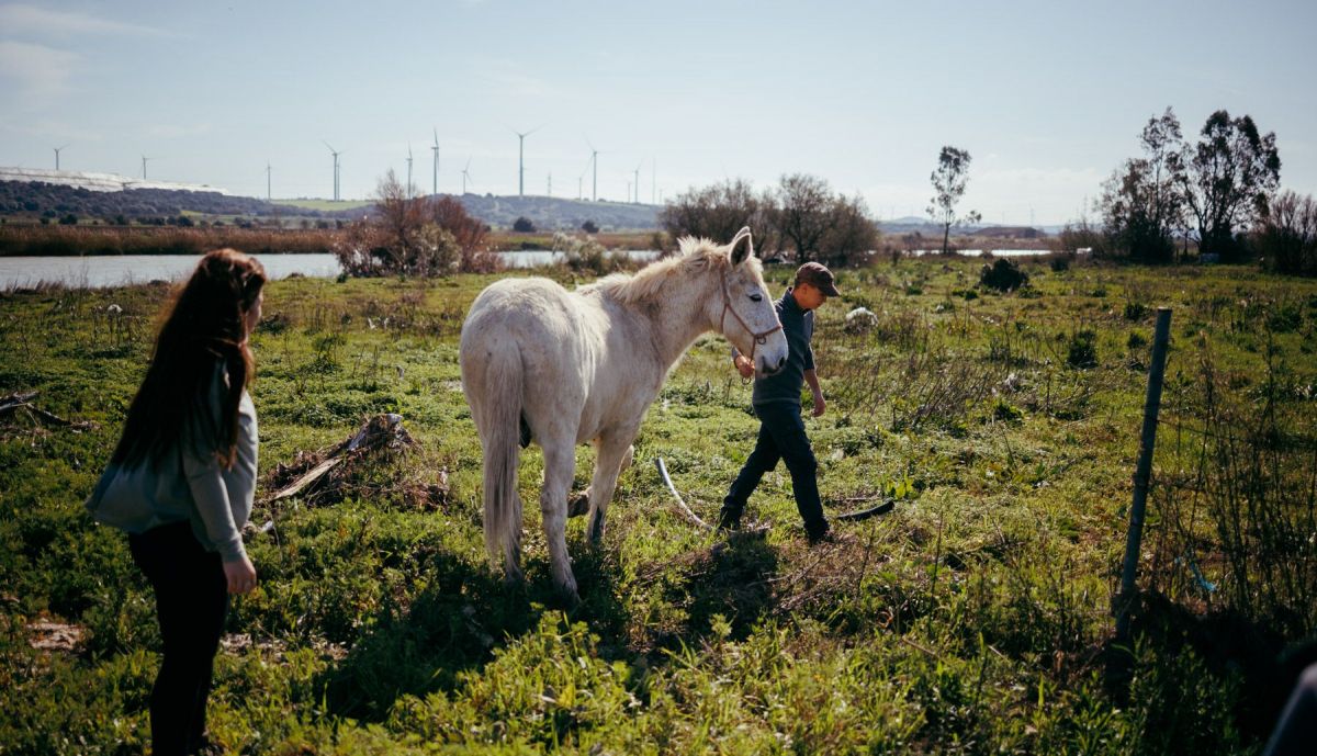 SURMIEL PANALES DE ABEJAS LLUVIA  09