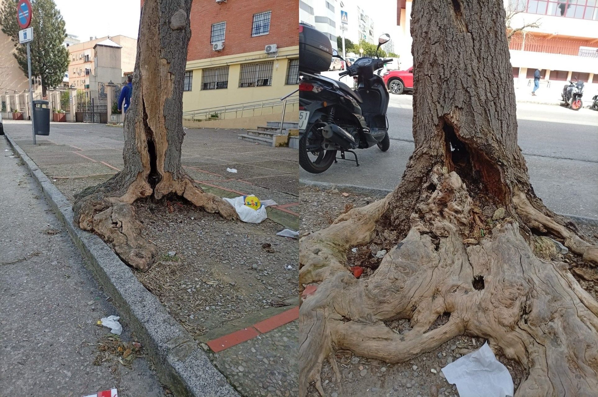 Árboles que serán apeados en Jerez. Árboles que serán apeados en Jerez.