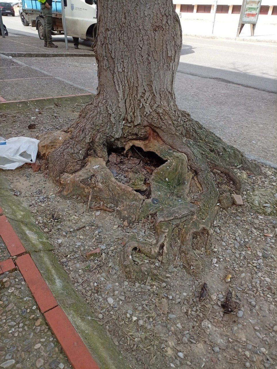 Uno de los árboles que se retira.