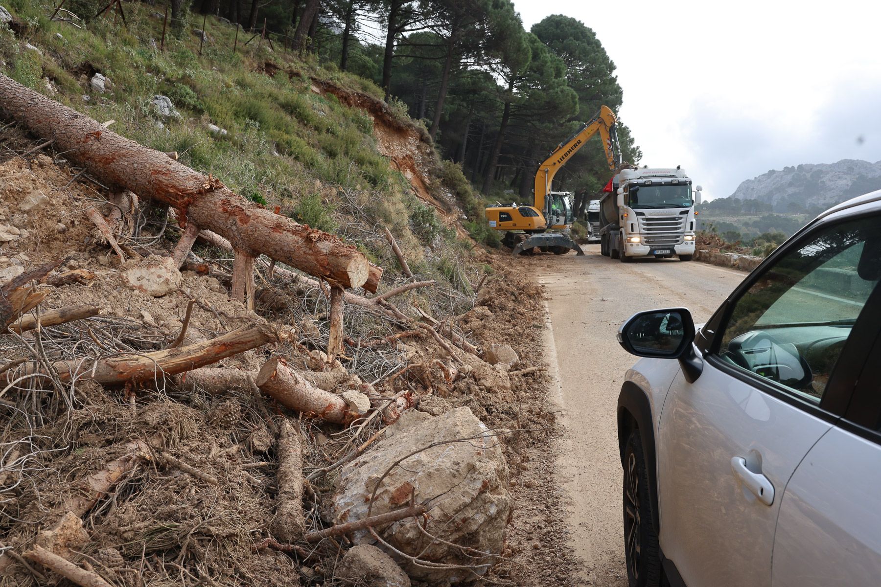 Árboles caídos en el entorno de la carretera A-372, que conecta Benamahoma con Grazalema.