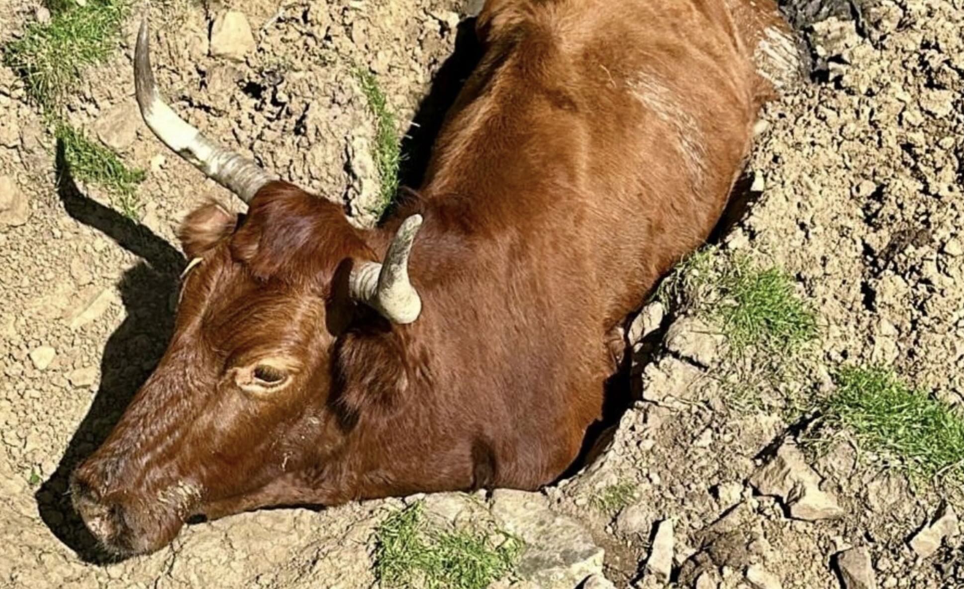 Angustiosa situación por una vaca atrapada en el lodo en Los Llanos del Republicano, en Villaluenga. Angustiosa situación por una vaca atrapada en el lodo en Los Llanos del Republicano, en Villaluenga.