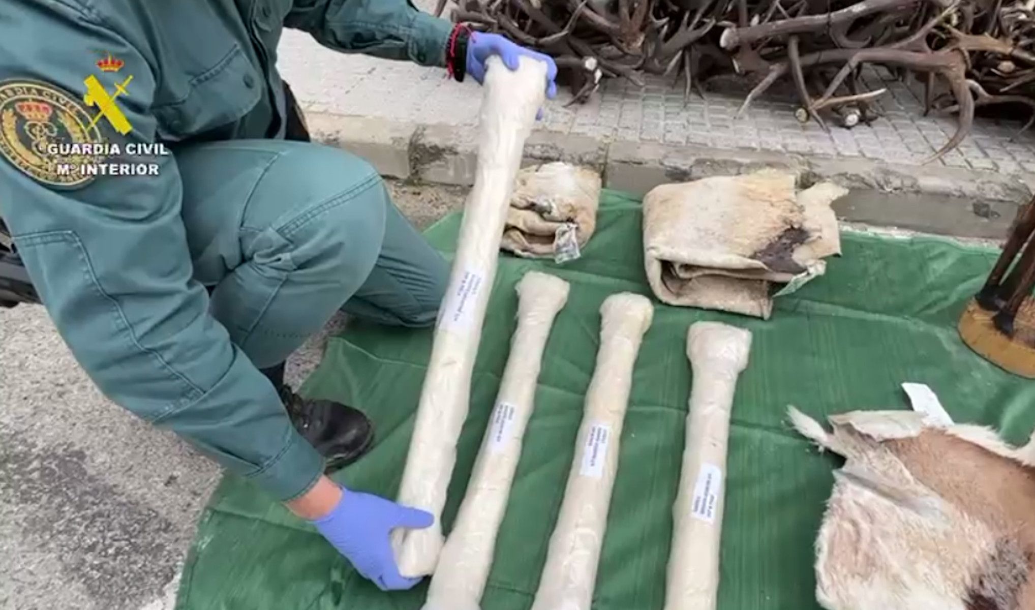 Piezas de animales procedentes de África encontradas en una furgoneta en la A-381.