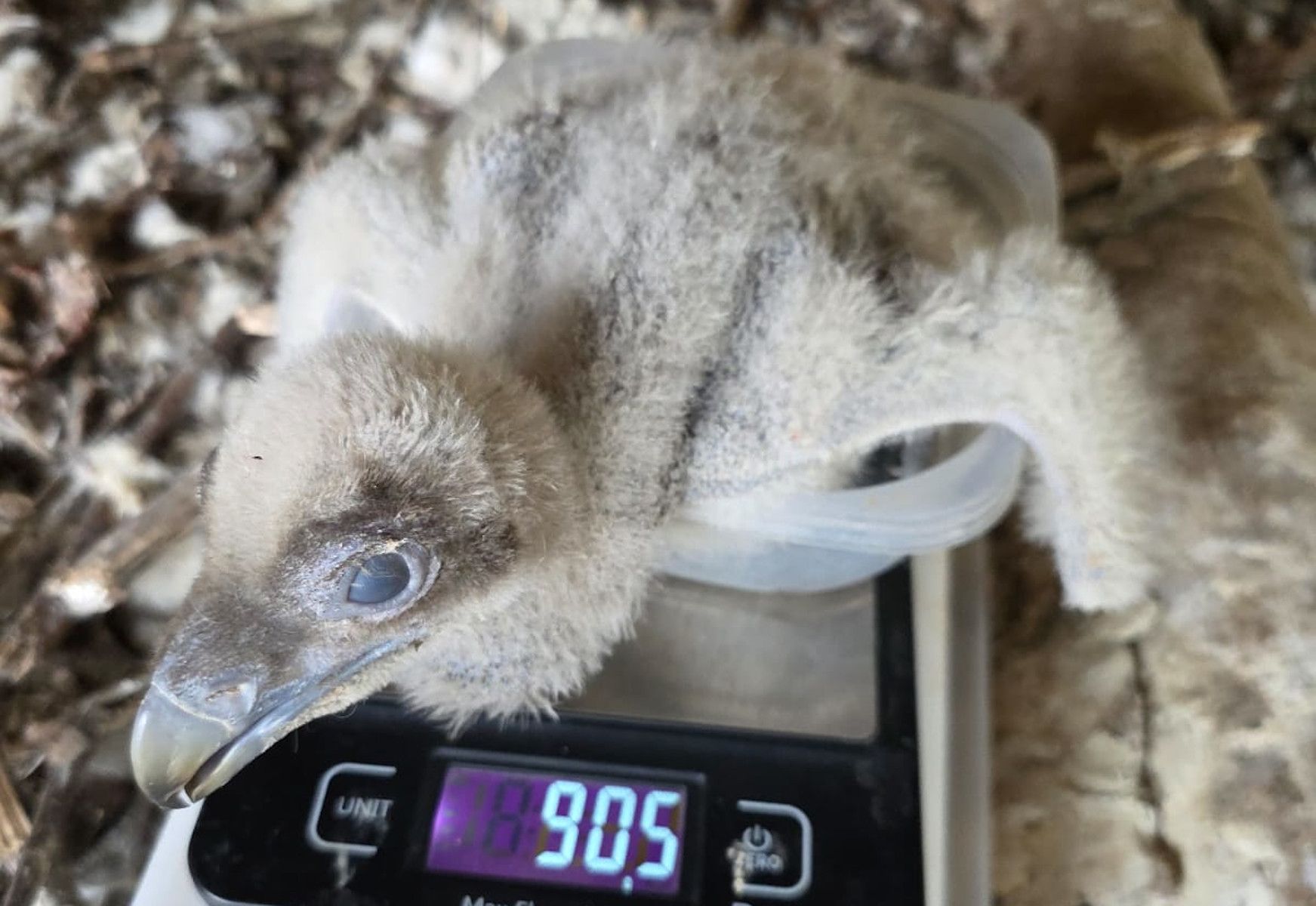 Nace la segunda cría de quebrantahuesos en Jerez.