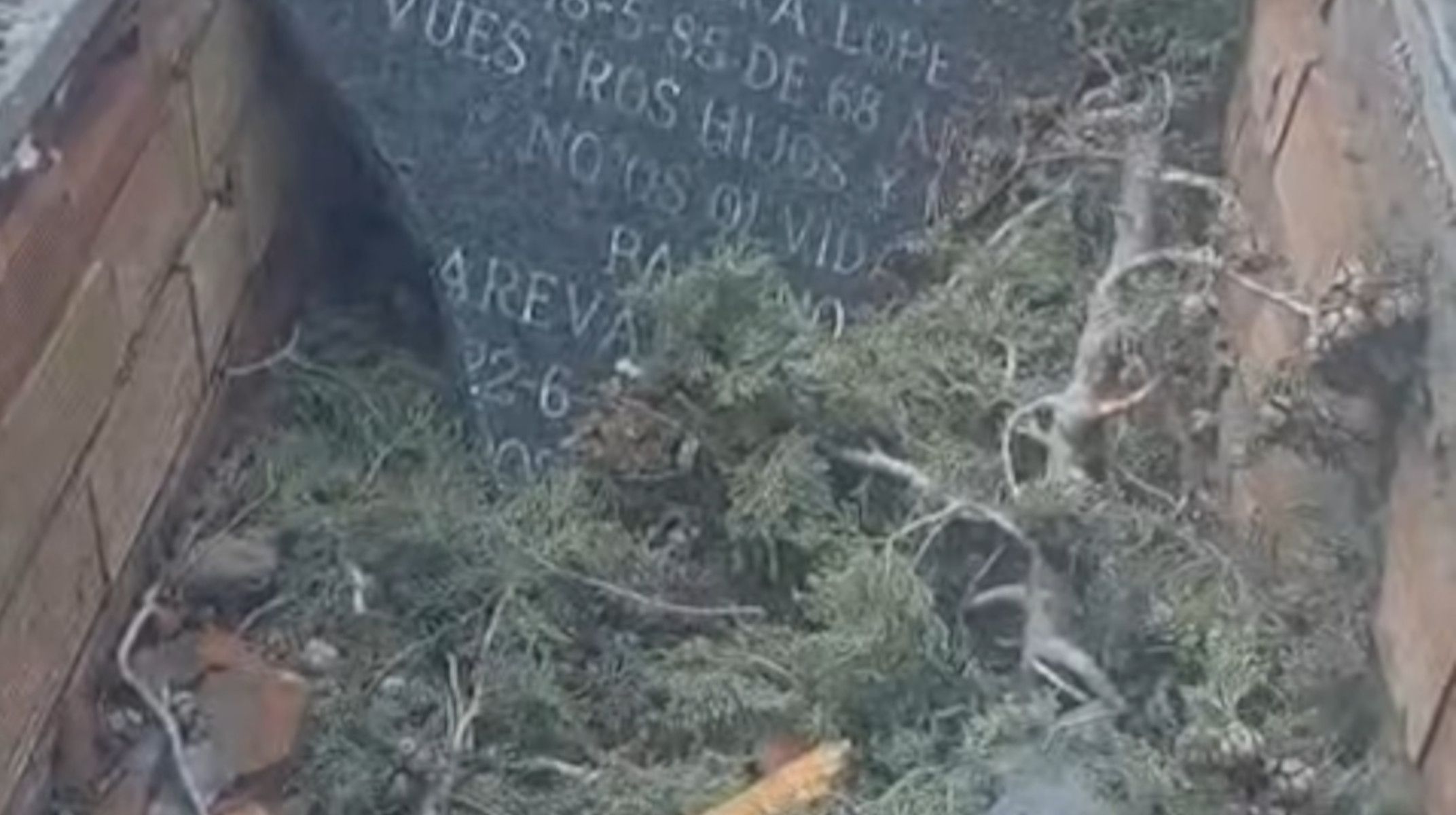 Árbol caído en el interior de una tumba del cementerio municipal de Puertollano en Ciudad Real.