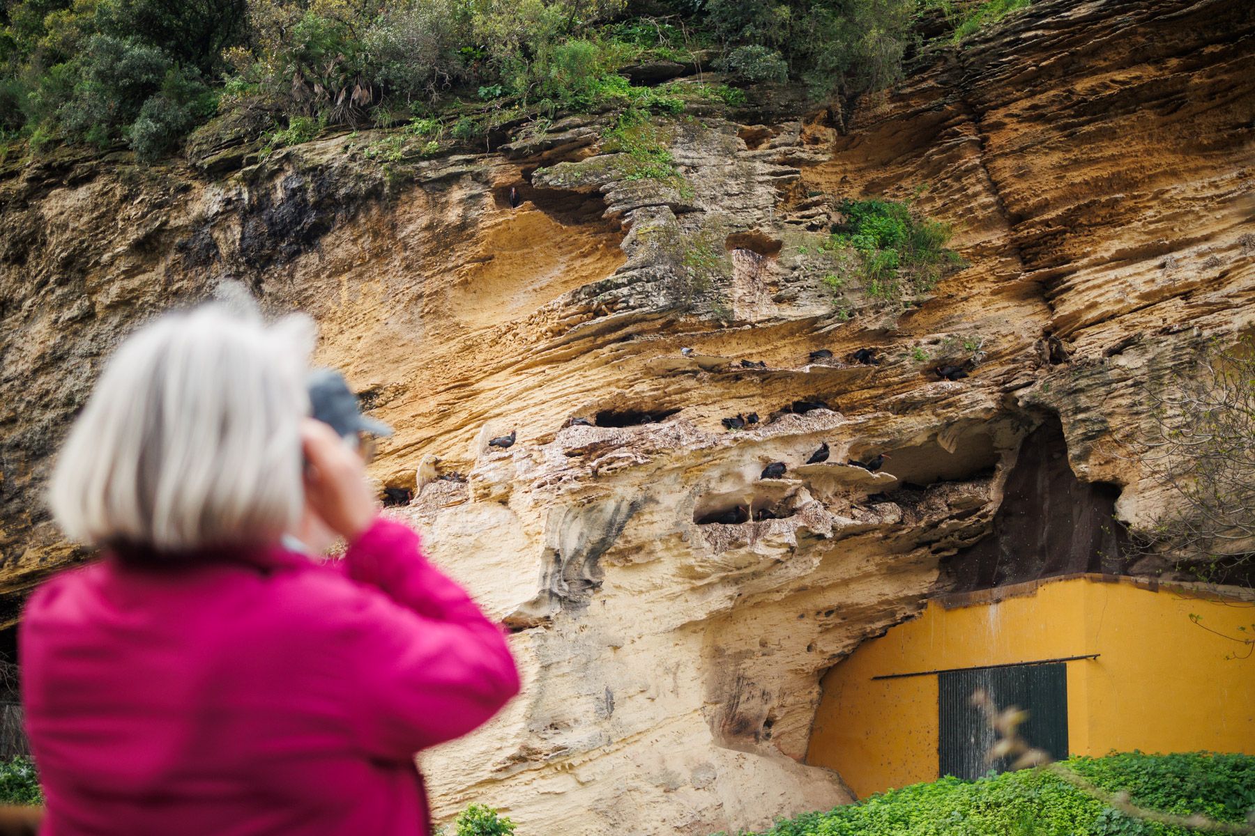 La colonia de ibis eremita se sitúa junto a la A-314, en La Barca de Vejer. 