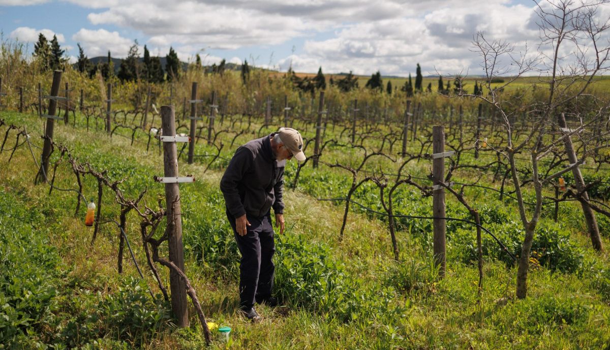 BODEGA SANCHA PEREZ VIÑA ECOLOGICA 7