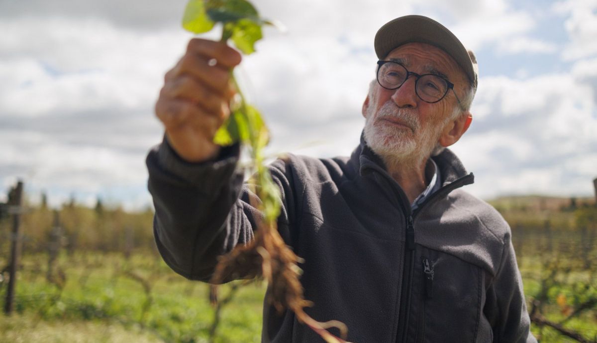 BODEGA SANCHA PEREZ VIÑA ECOLOGICA 9